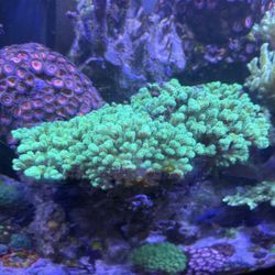 Coral Decor Stylo