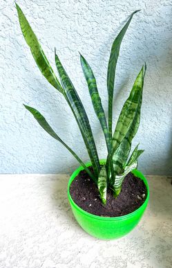 Sansevieria plant