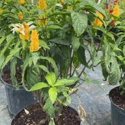Golden Shrimp Plant – 3 Gallons for $14