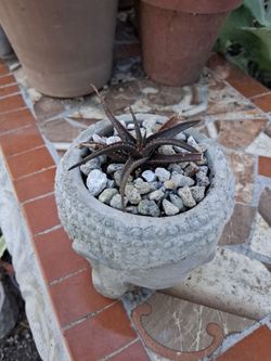 Black Aloe plant