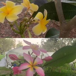 Yellow Or Pink Hawaiian - Plumeria Frangipanifor Plant - 