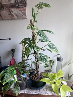 Adamsonii Swiss Cheese Large Form W/moss Pole