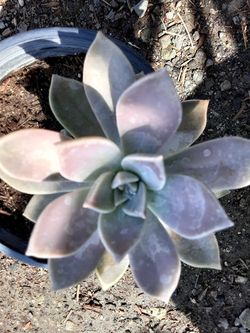 Bonita planta $4