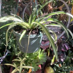Medium Spider Plant In Hanging Basket.