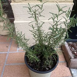 Rosemary plant 🪴 