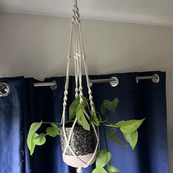 Hanging Plant