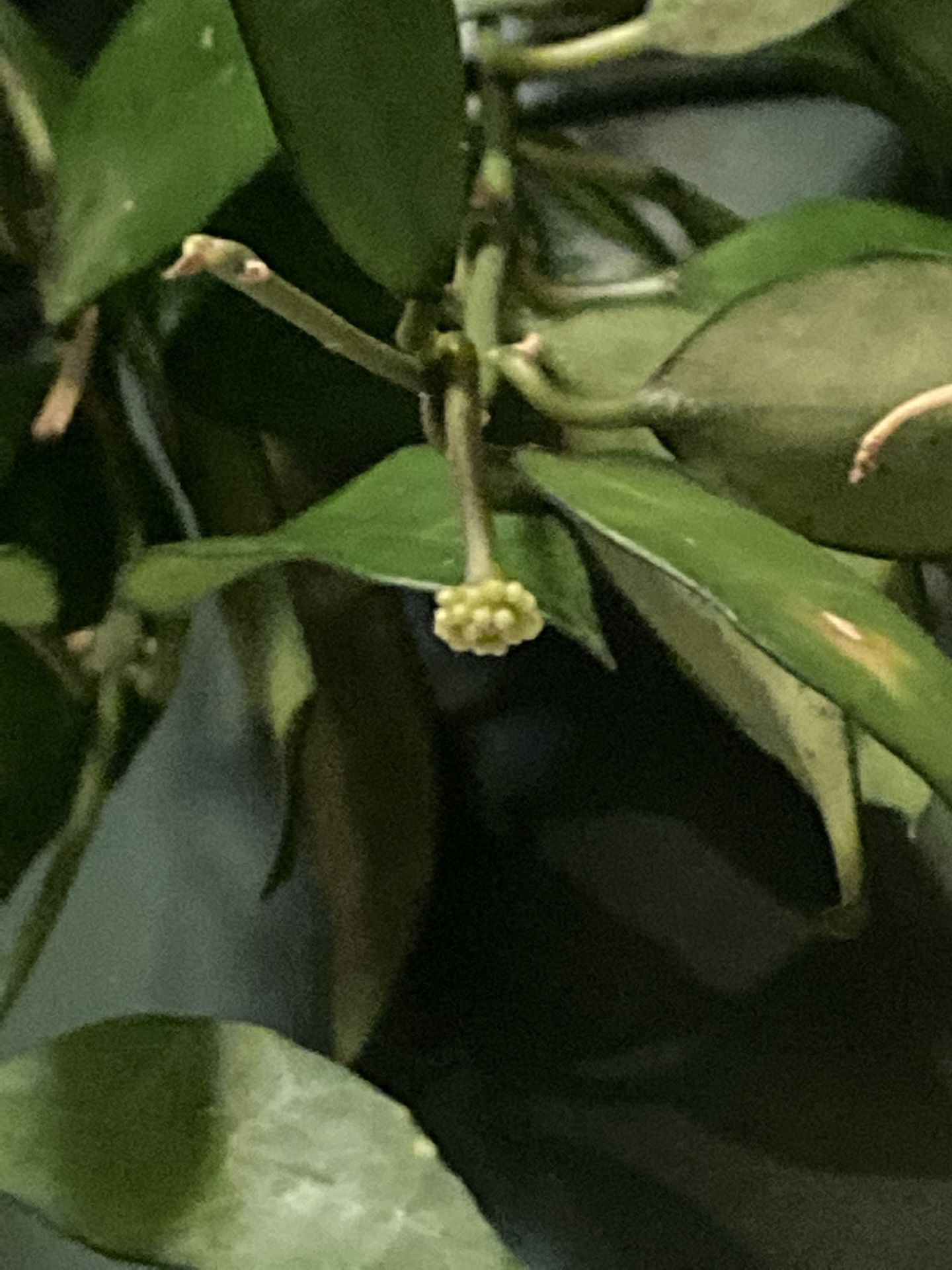 Blooming Hoya Lacunosa in 6” Hanging Pot