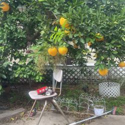 Organic Naval Oranges