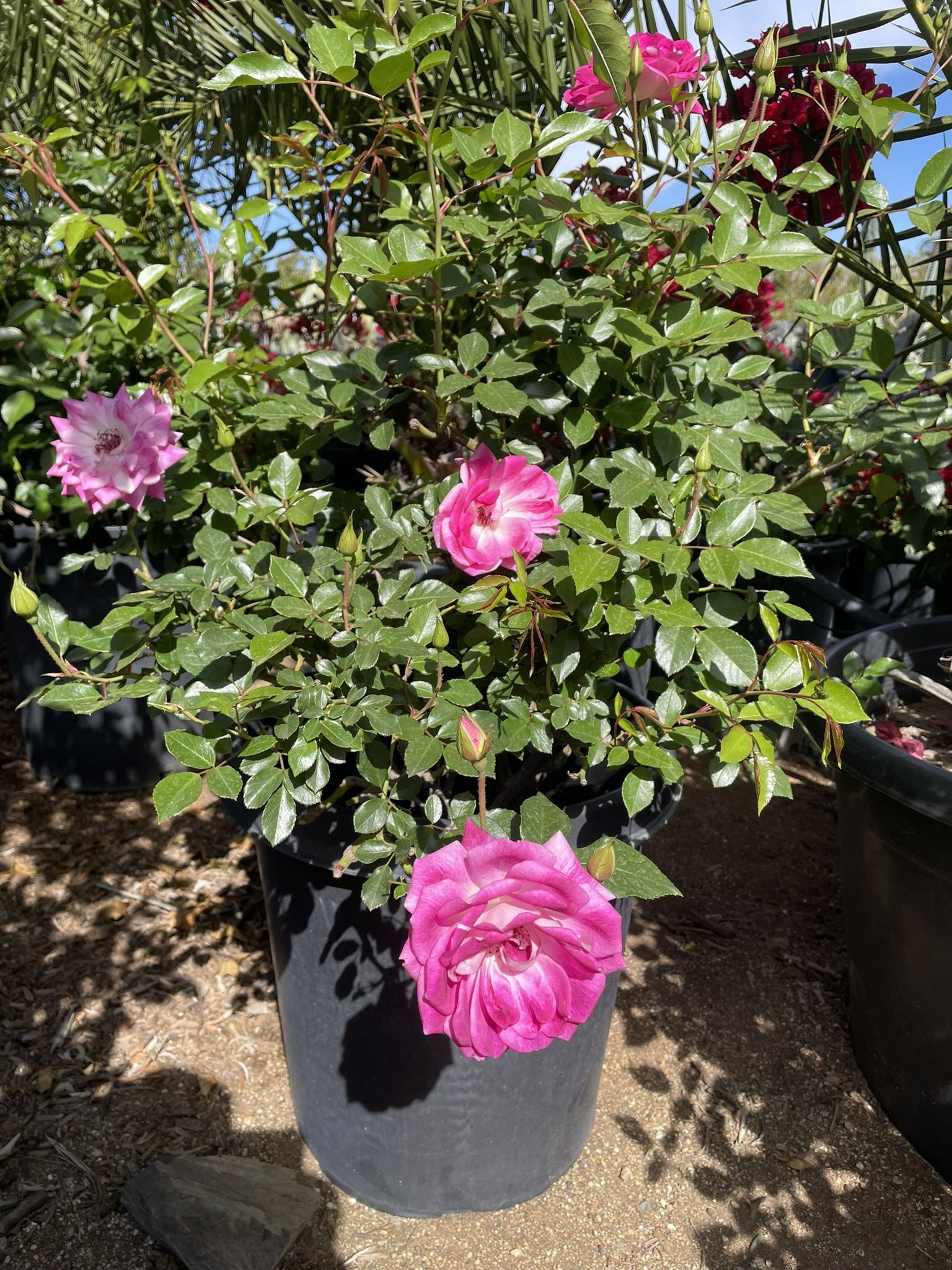 15 Gallons Pink Iceberg Roses
