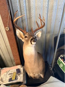 10 pt taxidermy buck mount