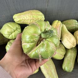Chayote 