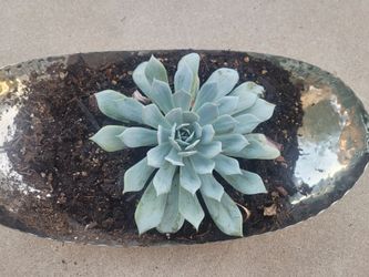 Live Succulent in Silver Oval Metal Planter