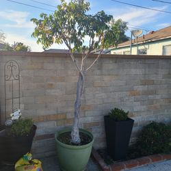 Ficus Tree
