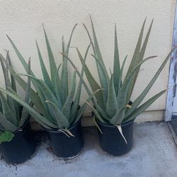 Aloe Plant
