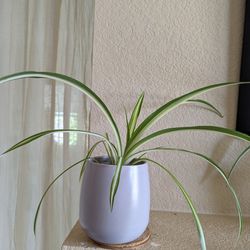 Healthy Beautiful Indoor Plant ( Spider)