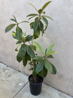 Loquat Tree
