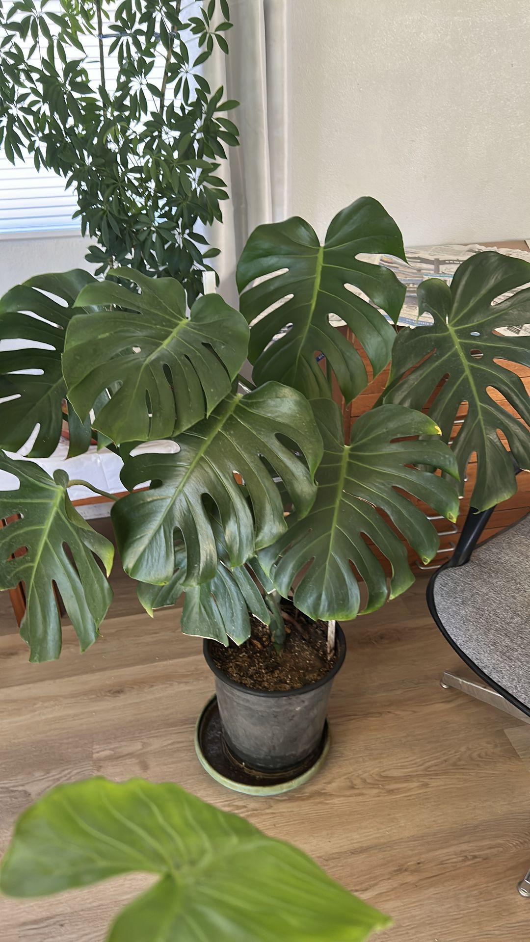 Monstera plant in 5 gallon pot