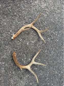 Young Deer antlers