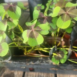 Celtic Cross Shamrock Plants For INDOORS or OUTDOORS