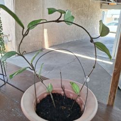 Flor De Sera