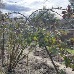 Blackberry Canes, Thornless