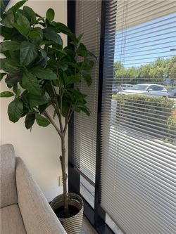 Decorative Plant in Pot - $5 - Irvine Pickup