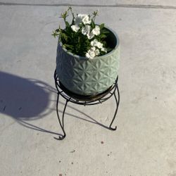 Beautiful Plant for Outside 