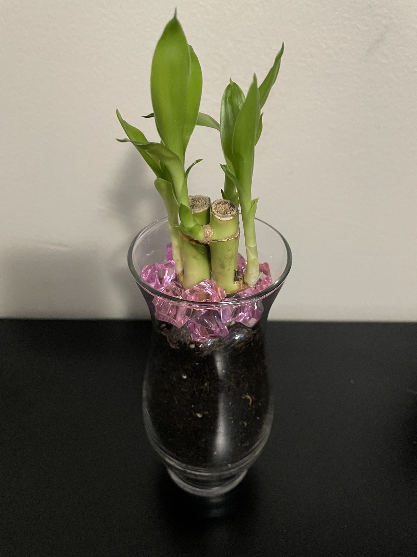 Lucky Bamboo