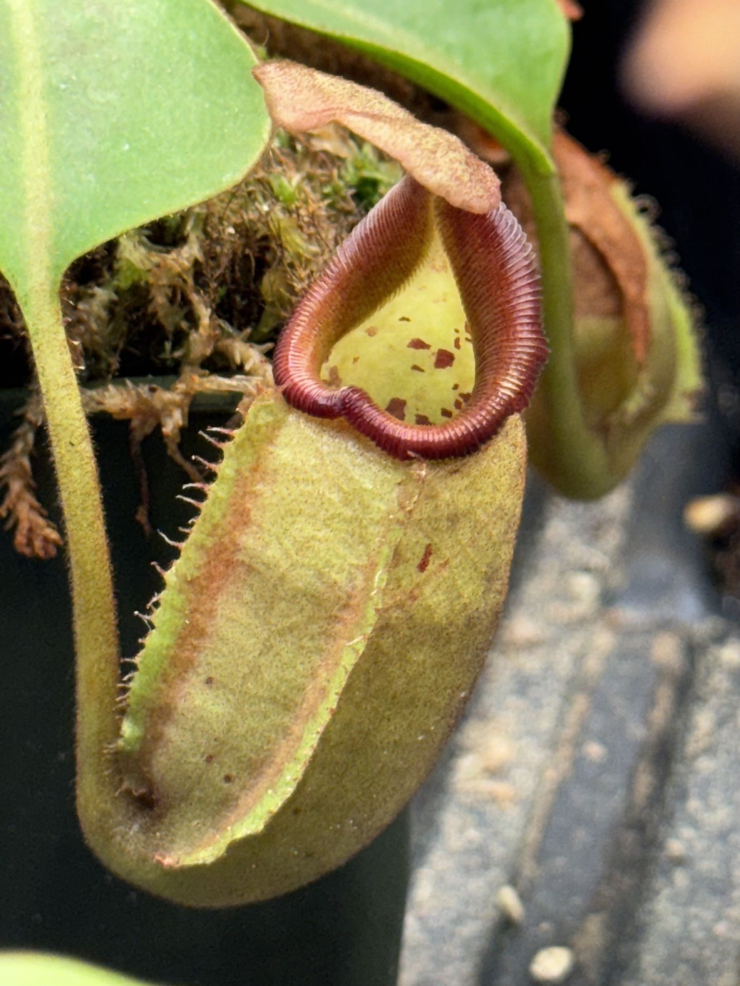 Halloween Plants !!!