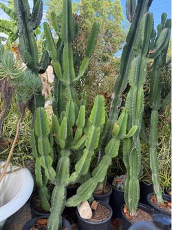 Tons of Big Cactus for Sale