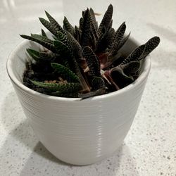 Potter Succulent Plant 