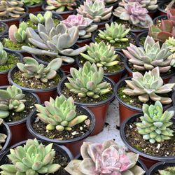 Succulents Plants 4”pot