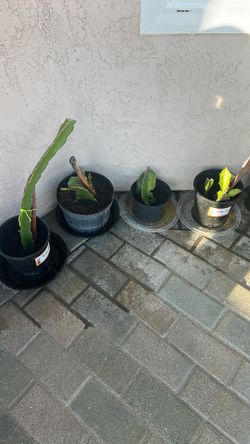Dragon Fruit - Make Donation Or FREE