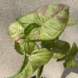 Beautiful Pink Confetti Syngonium Plant With Pot