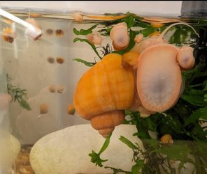 Aquarium/Tank Content