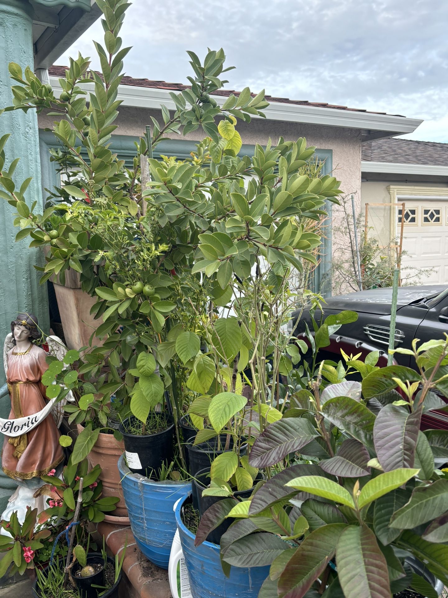 Chirimoyas Trees