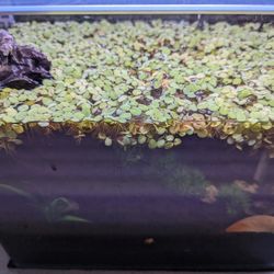 Fish Tank Floating Plants 