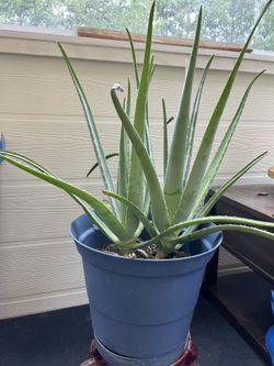 Aloe Plant ( 2 In One )