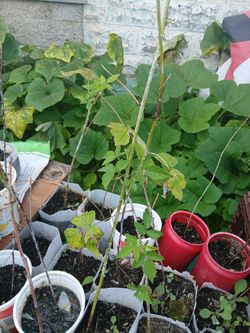 Raspberry Plants