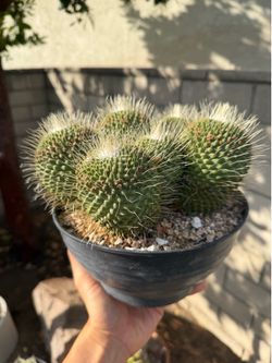 Cactus mammillaria spinosissima un pico