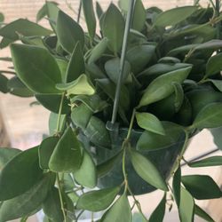 Hoya Burtoniae Plants