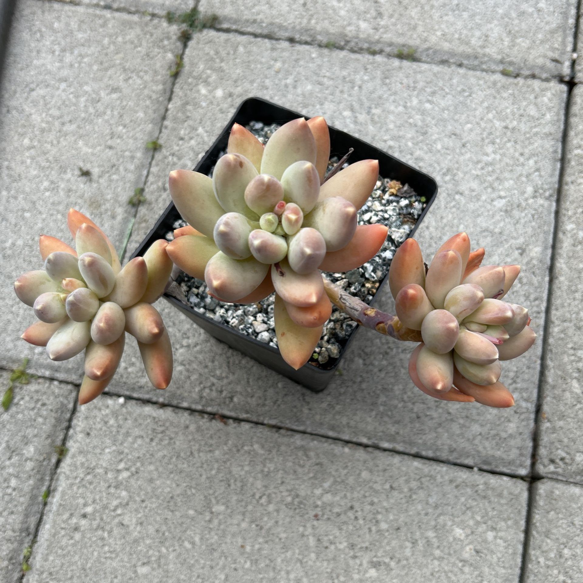 Succulent Plants 6” Pot