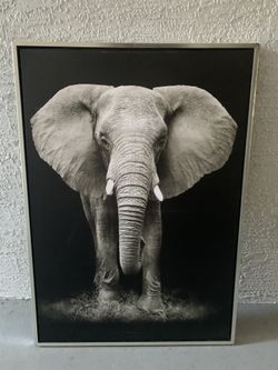 Elephant Poster