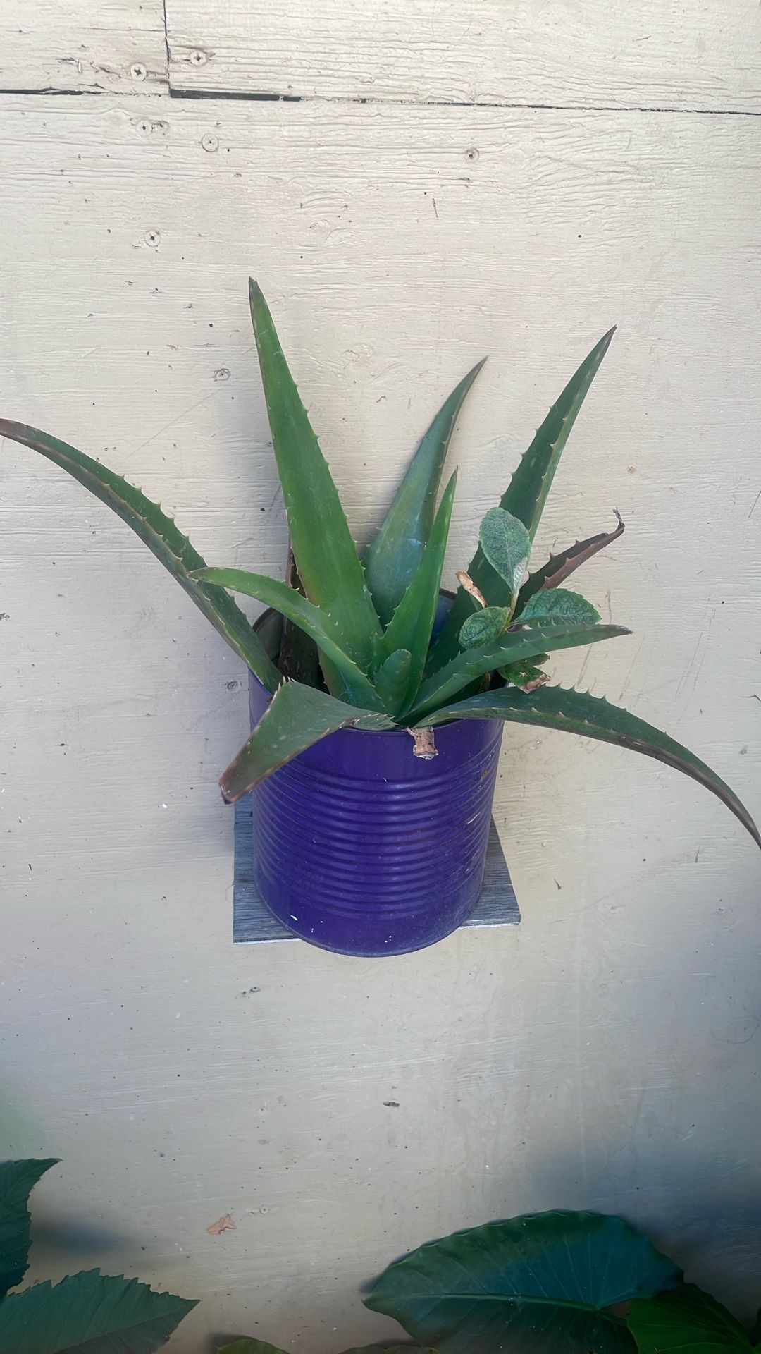 Savila Plant\Pot
