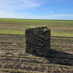 Sod For Sale Floratan And Palmetto 