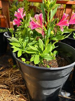 🌸 Peruvian Lily