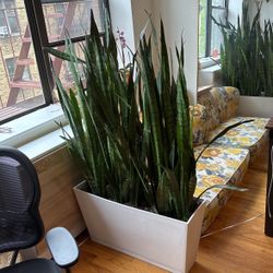 Huge Snake Plant With Planter 