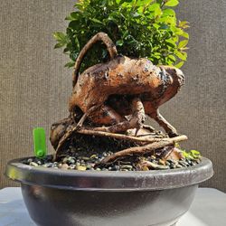 Old Australian Brush Cherry  Bonsai Tree  ( Eugenia myrtifolia Bonsai Tree  ) 