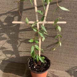 Small Pot Of Yellow Flowering Carolina Jasmine, Perennial Comes Back Each Year, Full Sun To Partial Shade, Easy Maintenance