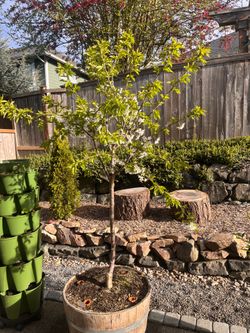 Cherry Trees